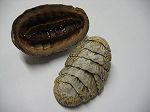 Chiton